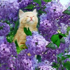 Схема вышивки «серия "кошки"»