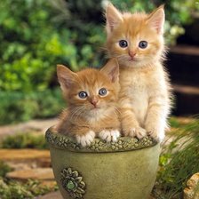 Схема вышивки «серия "кошки"»