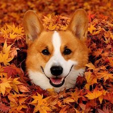 Схема вышивки «Рыжая бестия.»