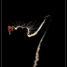 Схема вышивки «серия "кошки"»