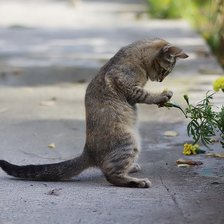 Схема вышивки «серия "кошки"»