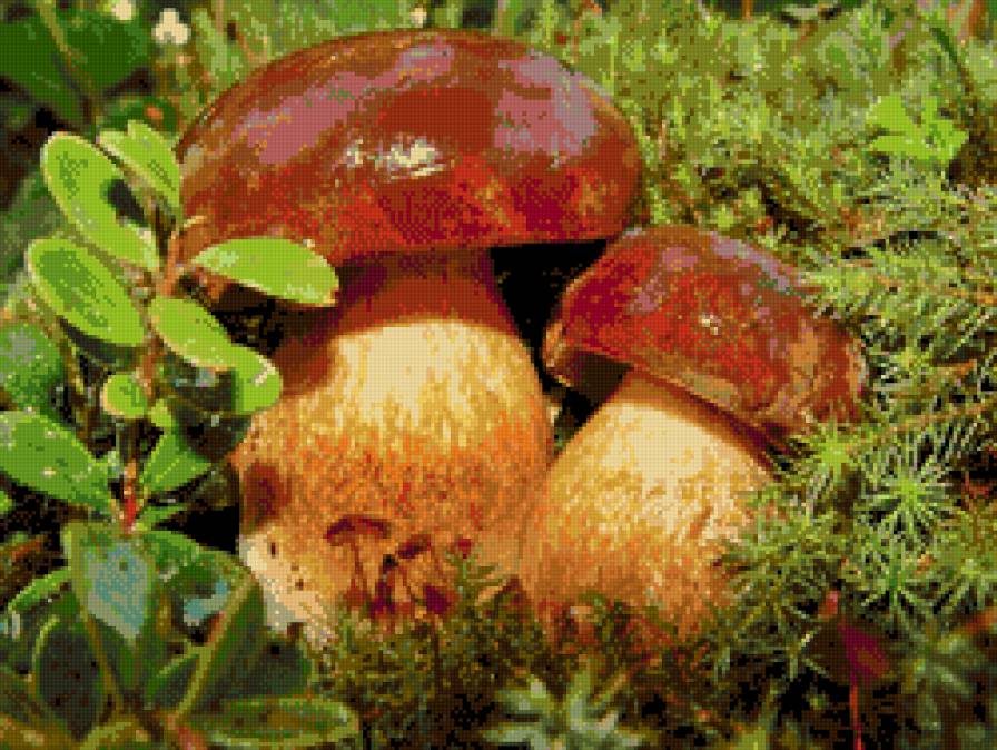 Лесовички - грибы, лес, осень - предпросмотр