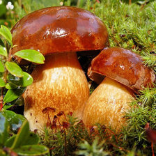 Схема вышивки «Лесовички»