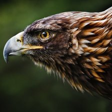 Схема вышивки «ястреб»