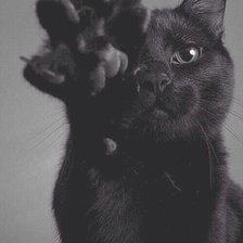 Схема вышивки «котик»