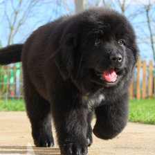 Схема вышивки «пес»