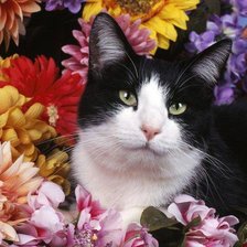 Схема вышивки «№1044895»