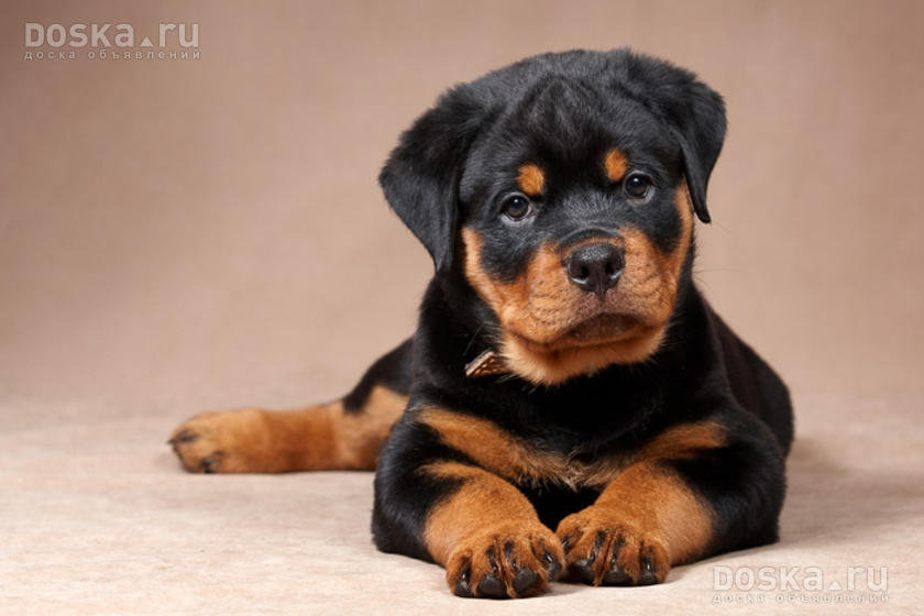 неженка2 - ротвеллер, щенки - оригинал