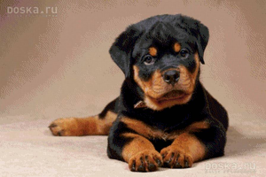 неженка2 - щенки, ротвеллер - предпросмотр