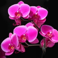 Схема вышивки «орхидеи»