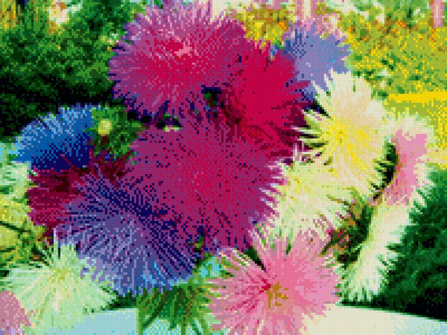 Астры - предпросмотр