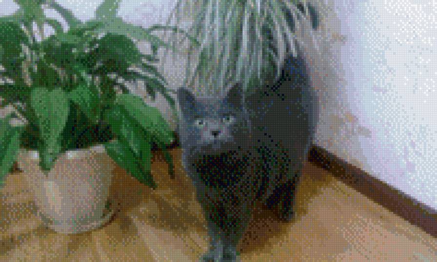 мой кот - мой кот и цветы - предпросмотр