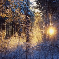 Схема вышивки «зимний лес»