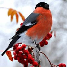 Схема вышивки «Снегири2»