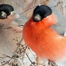 Схема вышивки «Снегири3»