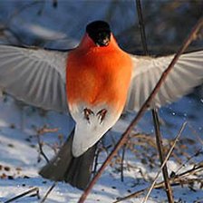 Схема вышивки «Снегири3»