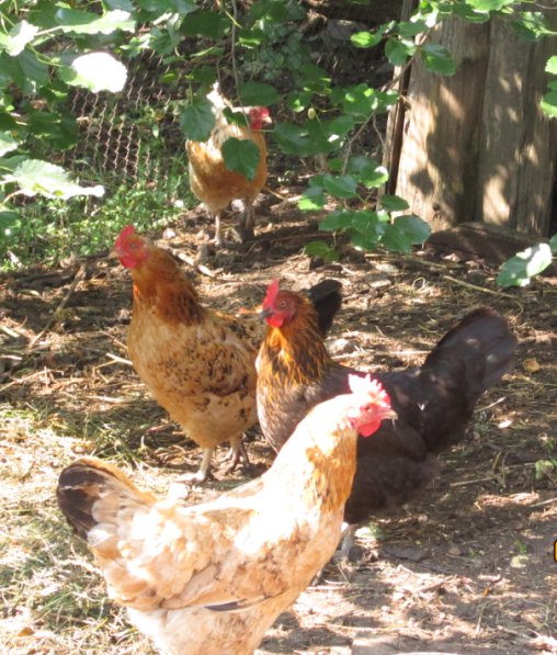 куры - куры, птичий двор - оригинал