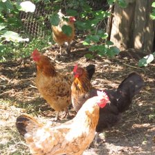 Схема вышивки «куры»