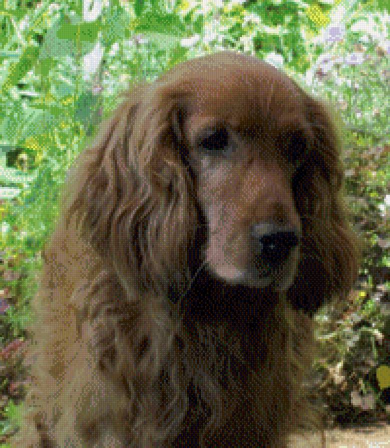 Портрет умного пса - собака, портрет - предпросмотр