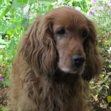 Схема вышивки «Портрет умного пса»