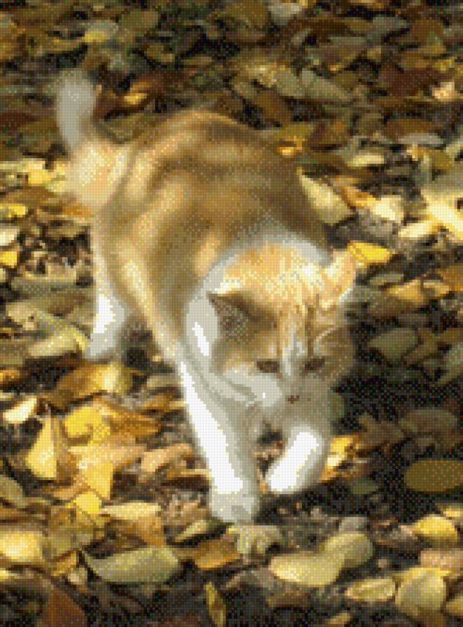 Рыжая кошка в осеннем саду - листья, осень, кошка - предпросмотр