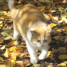 Схема вышивки «Рыжая кошка в осеннем саду»