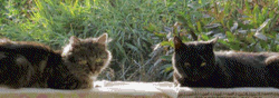 свидание - свидание, кошки - предпросмотр