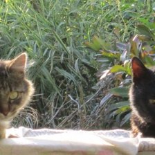 Схема вышивки «свидание»