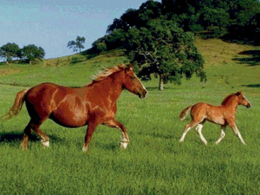 Прогулка - природа, пейзаж, поле, лошади - предпросмотр