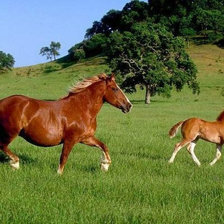 Схема вышивки «Прогулка»