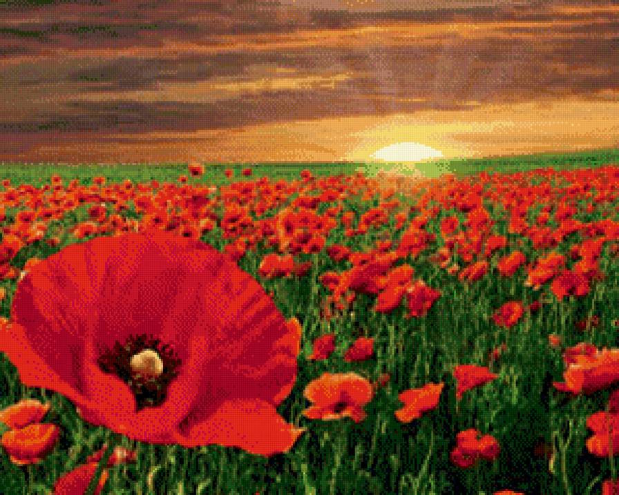 Маковое поле - природа, цветы, мак, пейзаж - предпросмотр