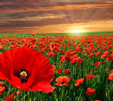 Схема вышивки «Маковое поле»