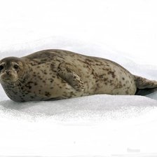 Схема вышивки «Тюлень № 2»