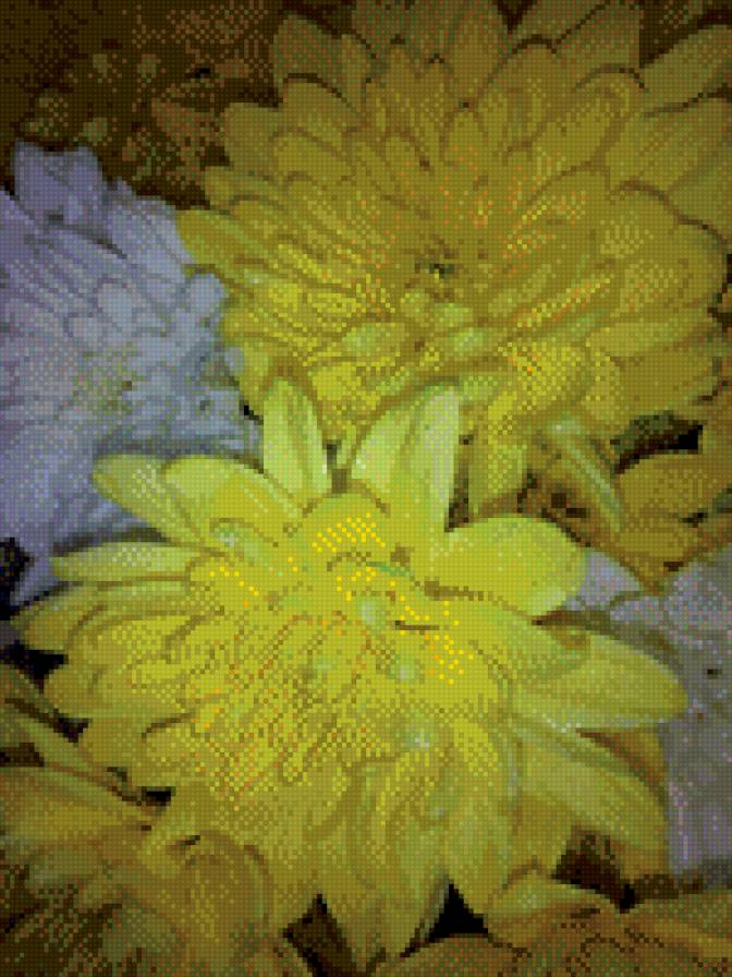 Хризантемы - цветы, хризантемы - предпросмотр