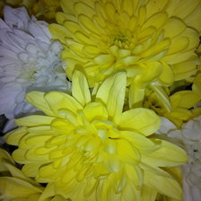 Схема вышивки «Хризантемы»