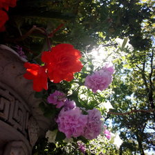 Схема вышивки «Цветы»