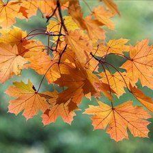 Схема вышивки «Осенние листья»