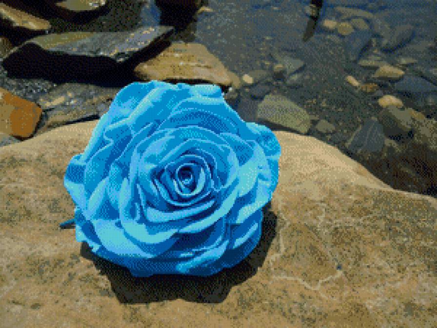 Роза - цветок, лето, роза, море, отдых, камни - предпросмотр