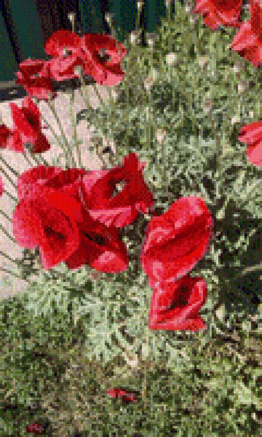 Дикие маки - предпросмотр