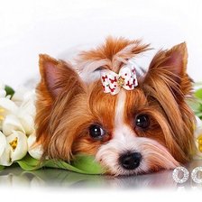 Схема вышивки «Собачка»