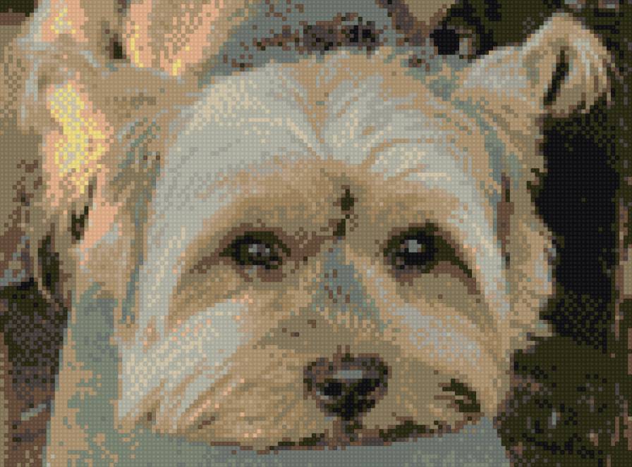 йокшир - предпросмотр