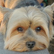 Схема вышивки «йокшир»