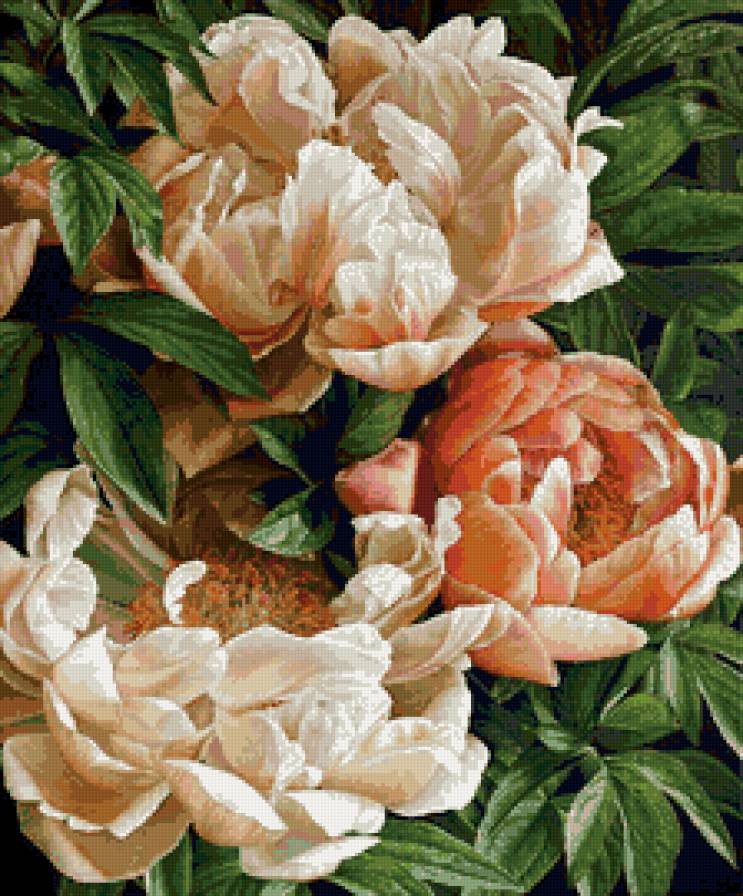 Пионы - красота, пионы, букет, цветы, нежность - предпросмотр