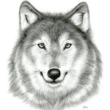 Схема вышивки «волк24»