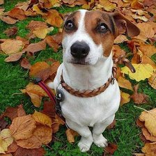 Схема вышивки «№1046844»