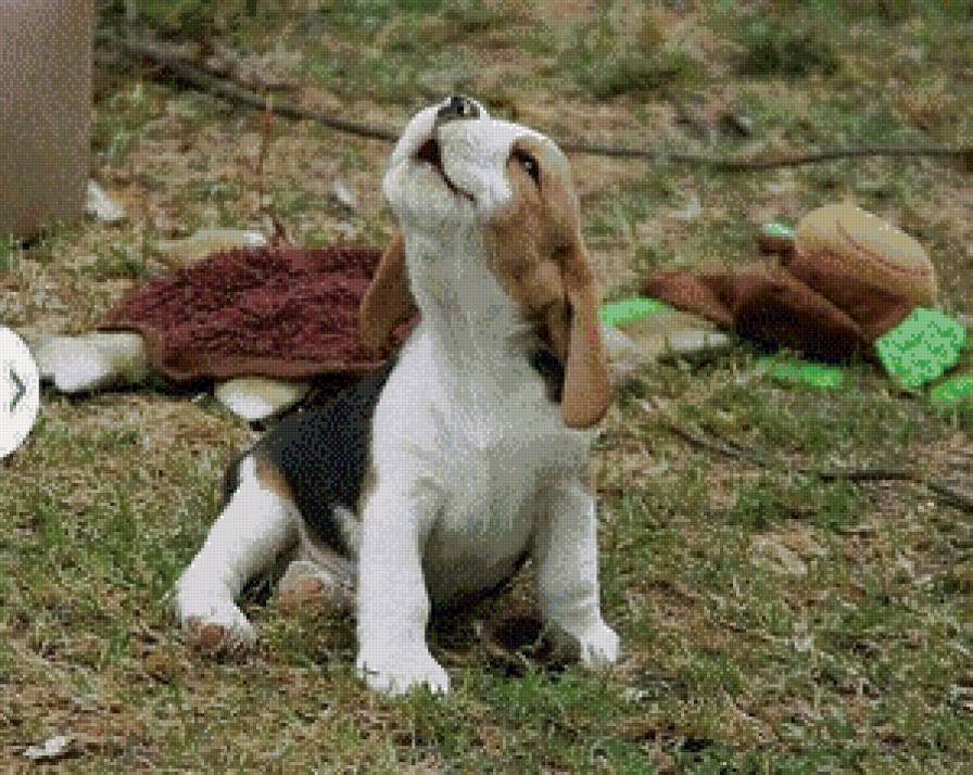 Забавный щенок - малыш, щенок, собака - предпросмотр