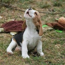 Схема вышивки «Забавный щенок»