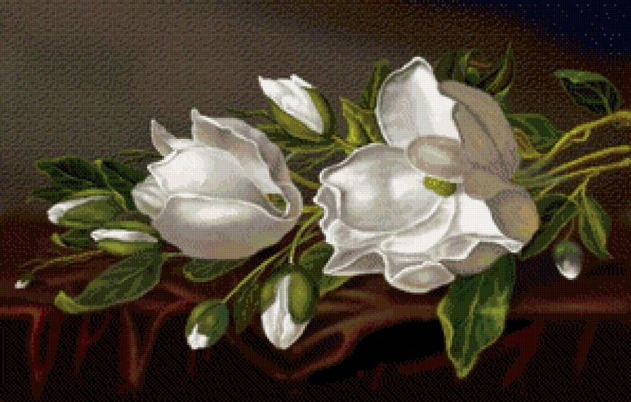 Белая магнолия - магнолия, цветы, натюрморт - предпросмотр