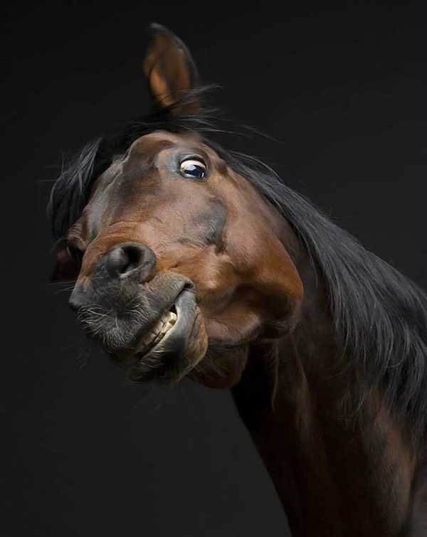 Конь - лошадь, конь - оригинал