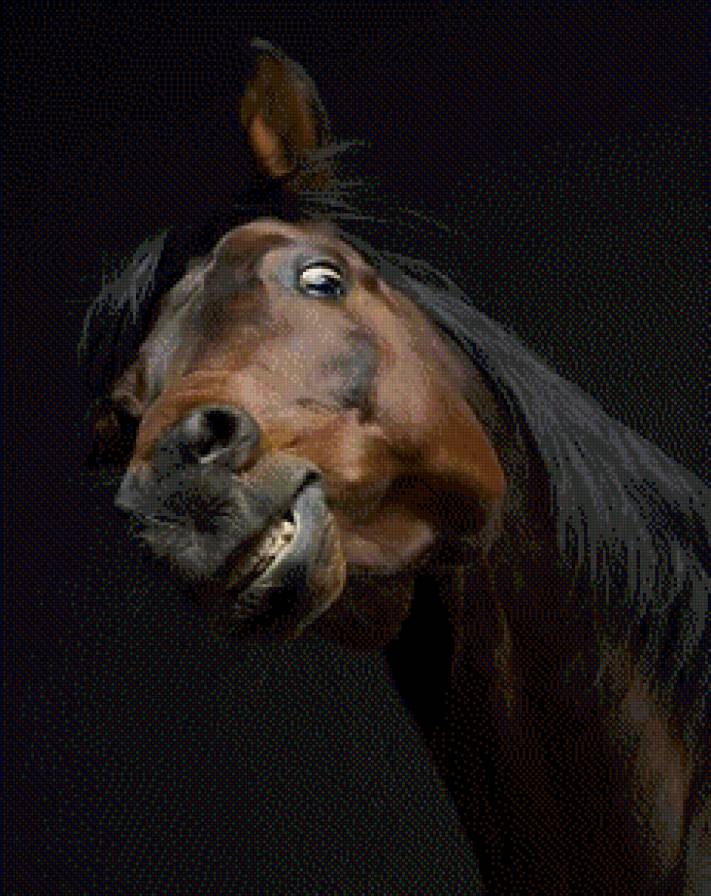 Конь - лошадь, конь - предпросмотр